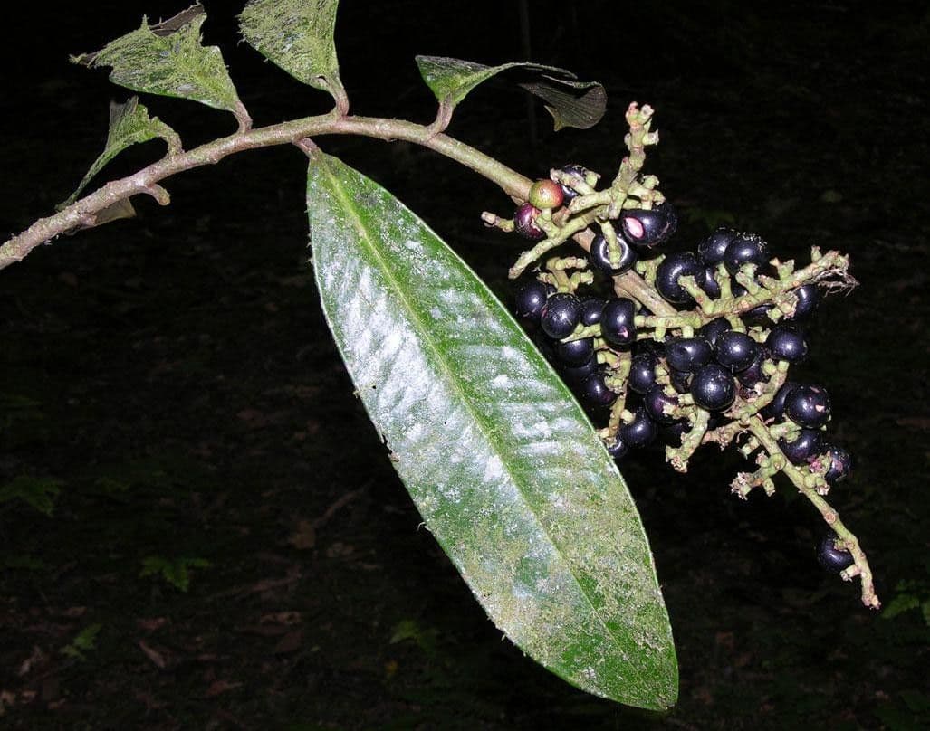 Ardisia 17