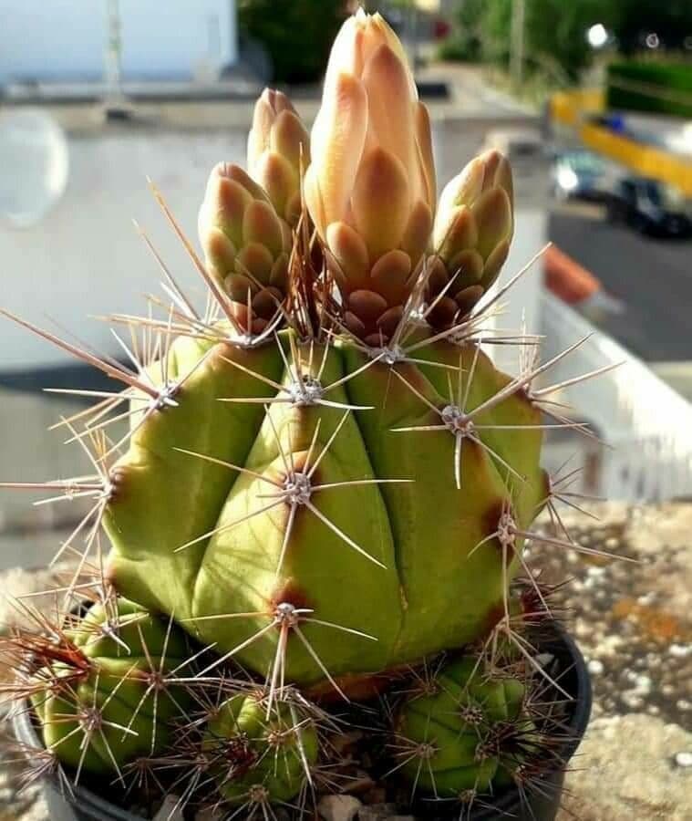 Gymnocalycium