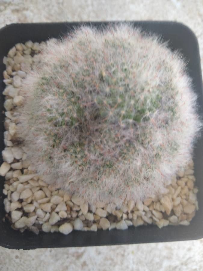 Cactus 24