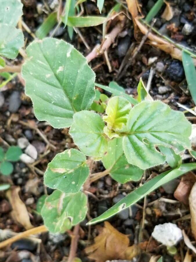 Boerhavia diffusa 13