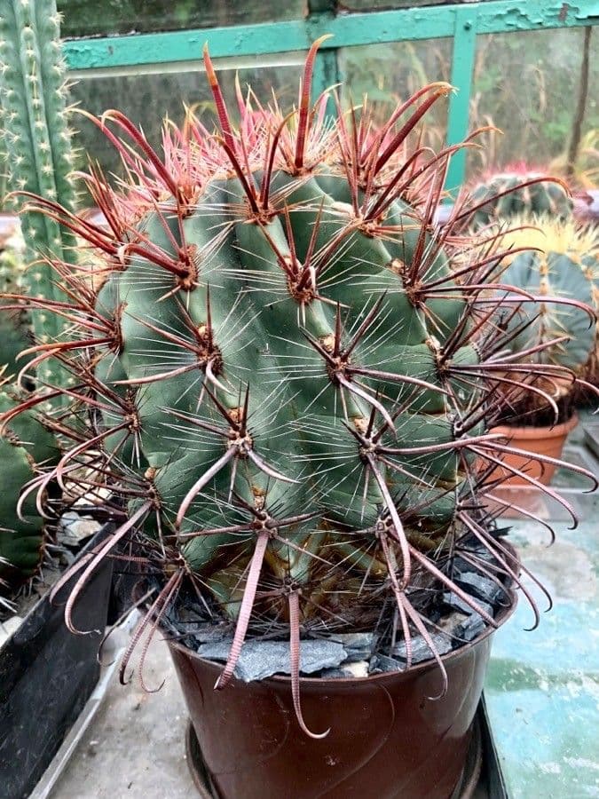 Ferocactus wislizeni 9