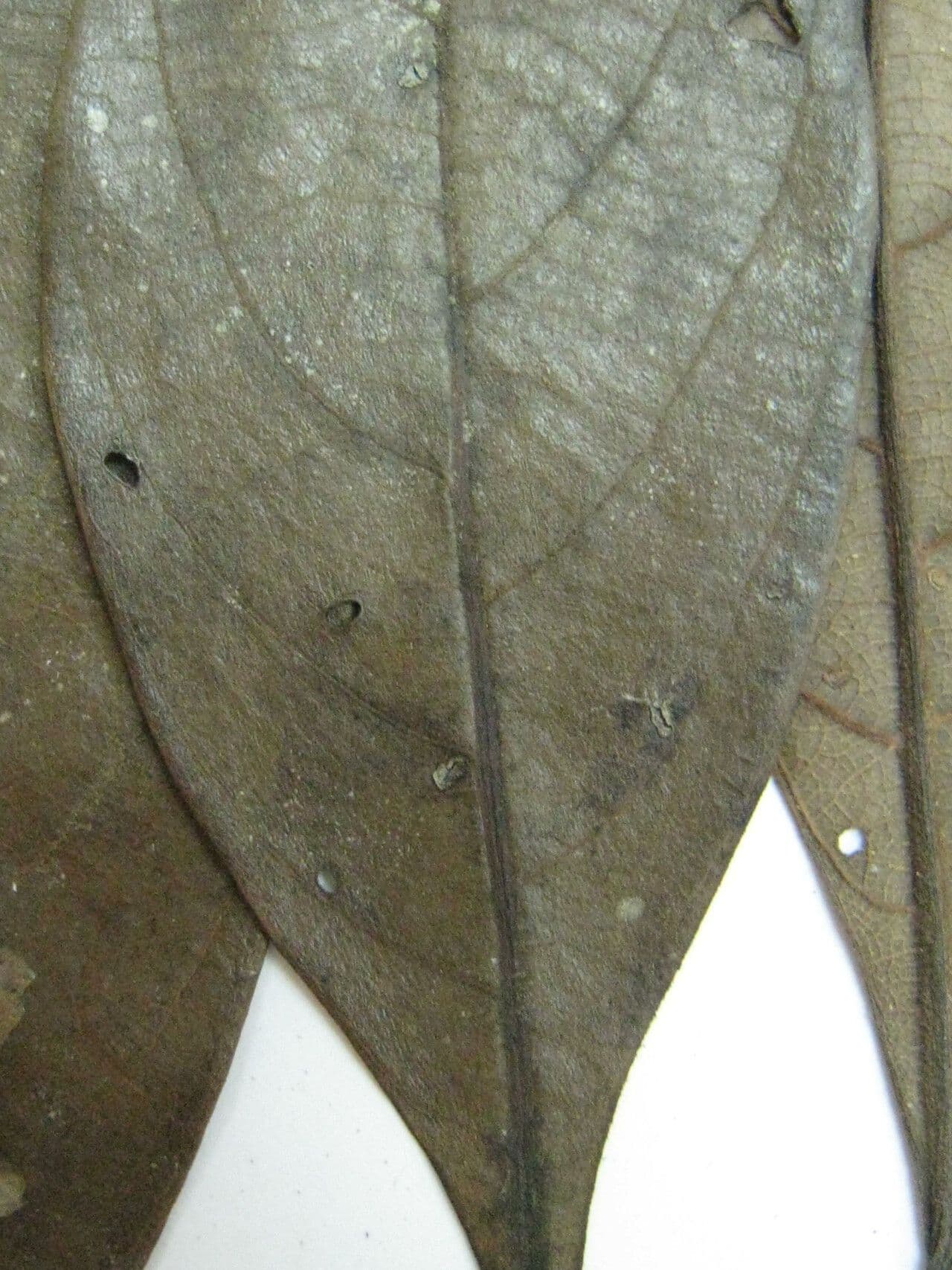 Ocotea 4