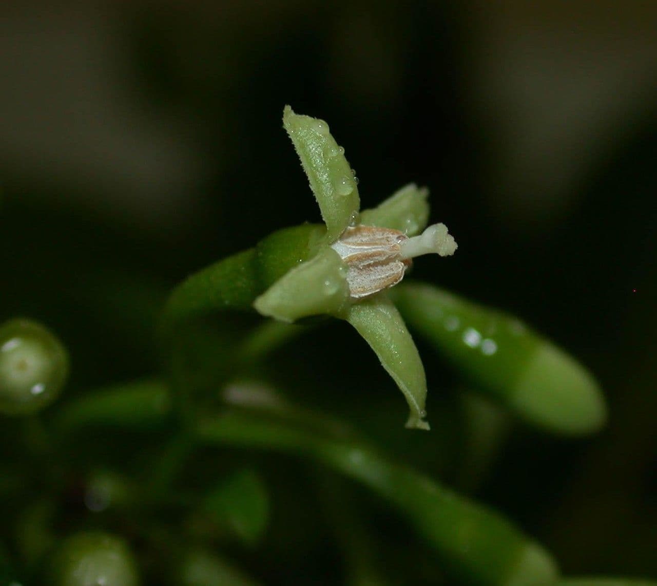 Cuatresia 3