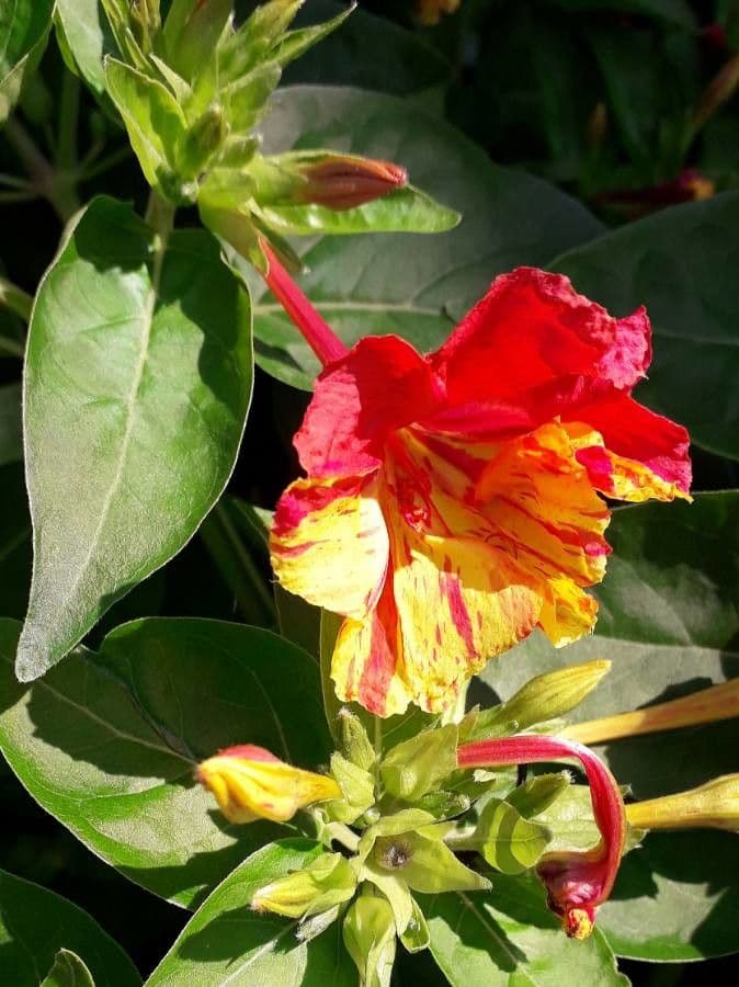 Wunderblume 8