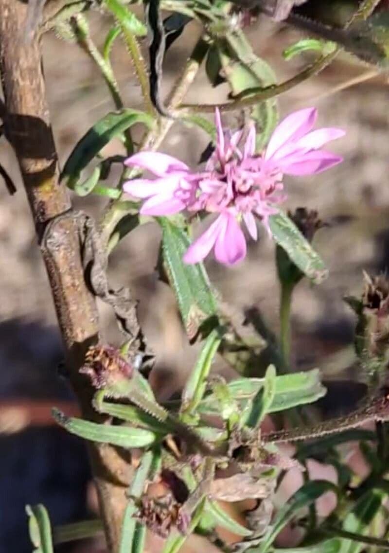 Othake Palafoxia 7