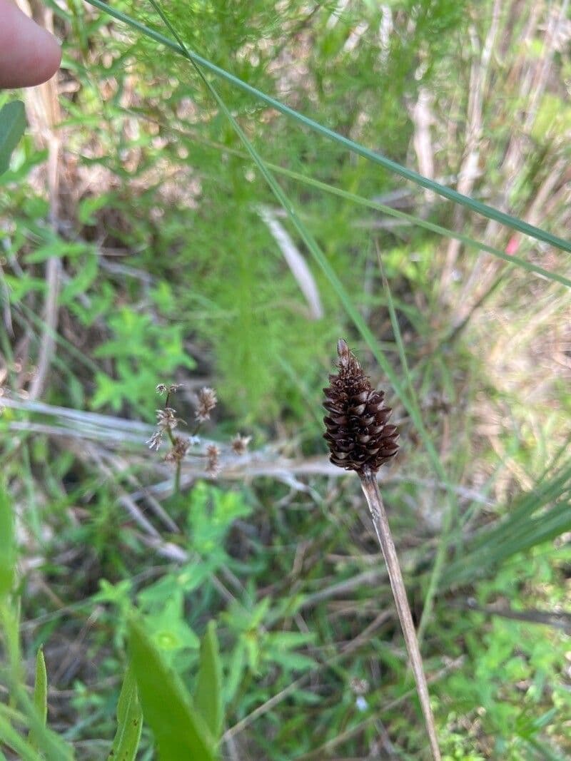 Xyris laxifolia