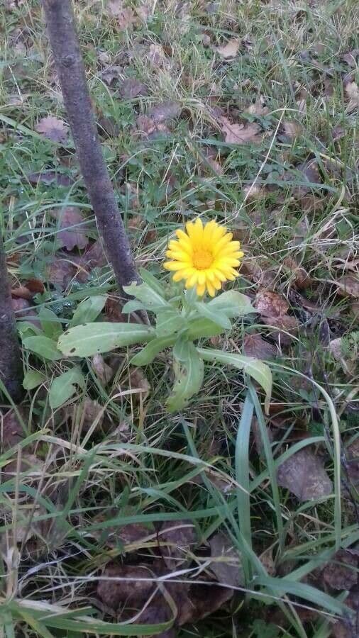 Calendula 14