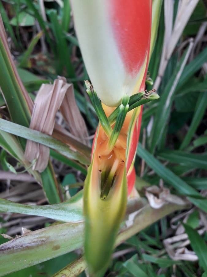 Geldblume 7
