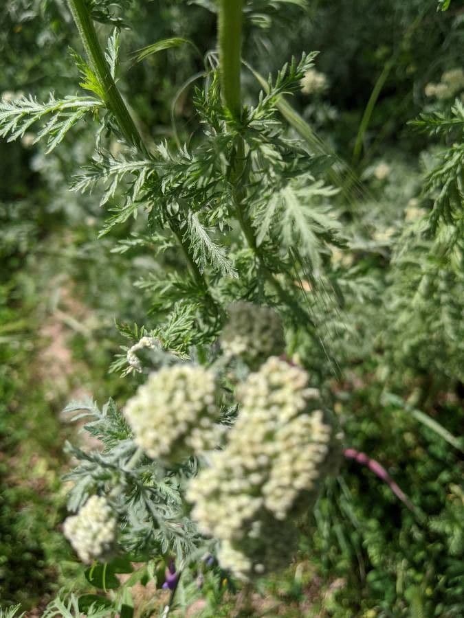 Achillea ligustica 18