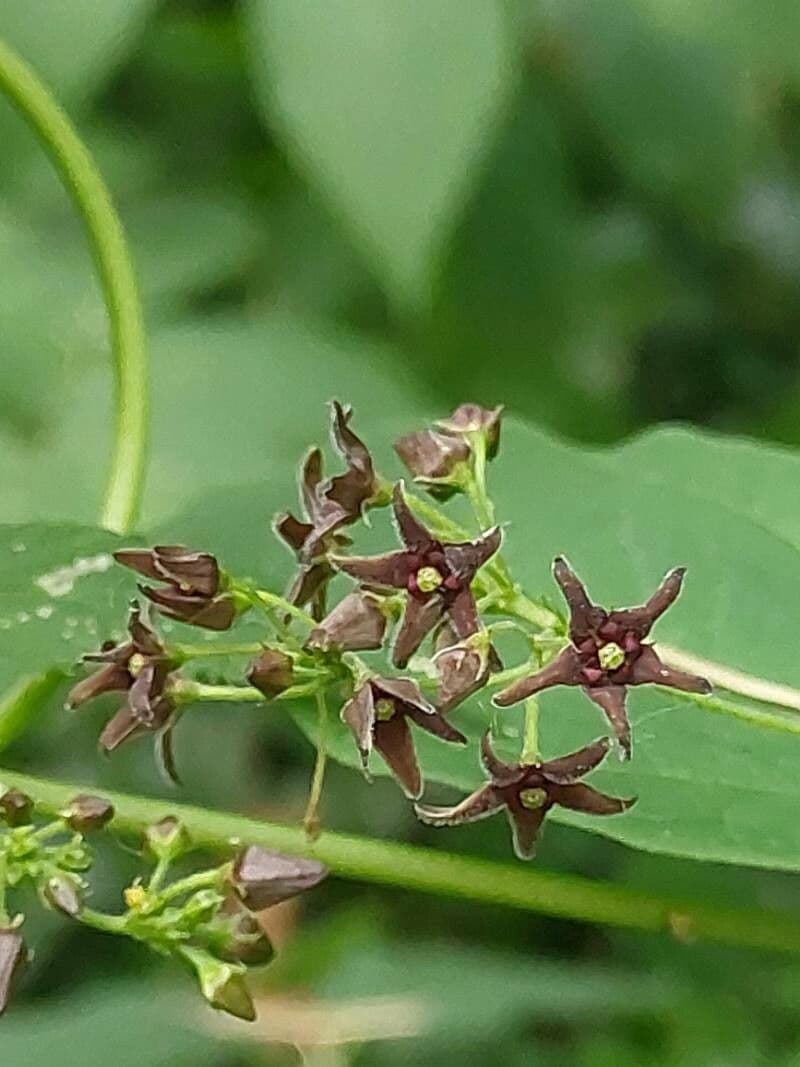 Vincetoxicum