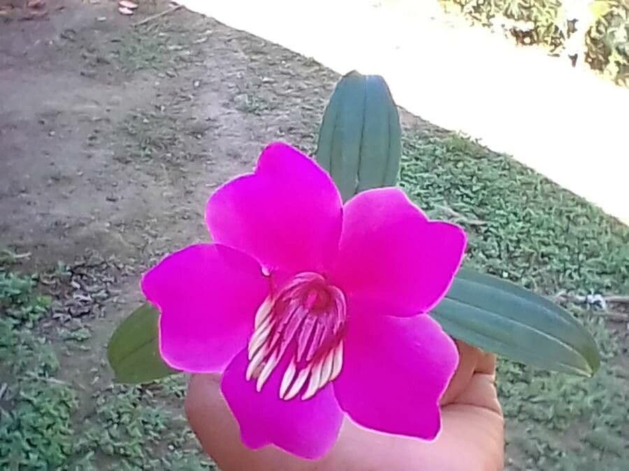 Meriania 5