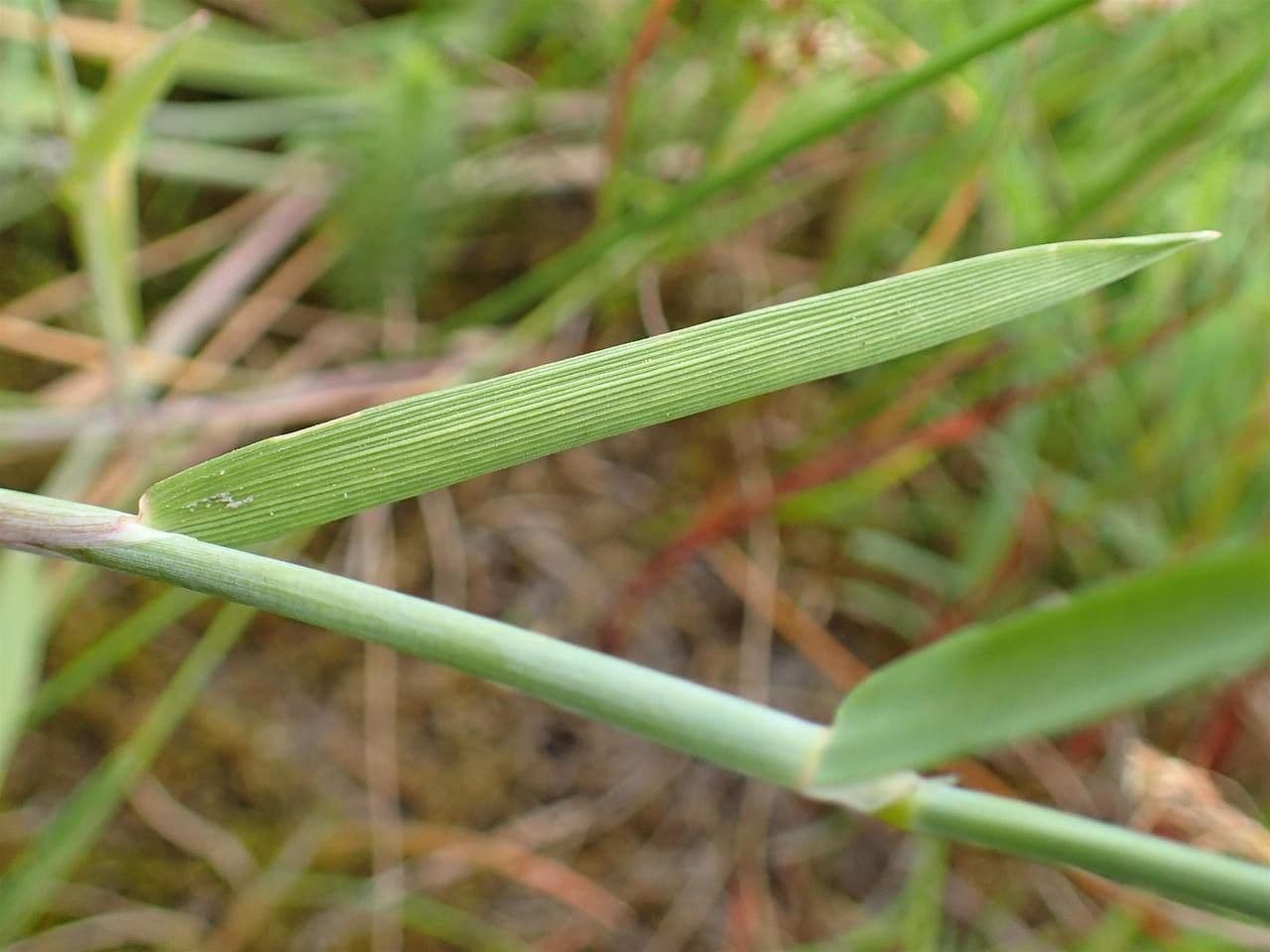Marsh foxtail 12