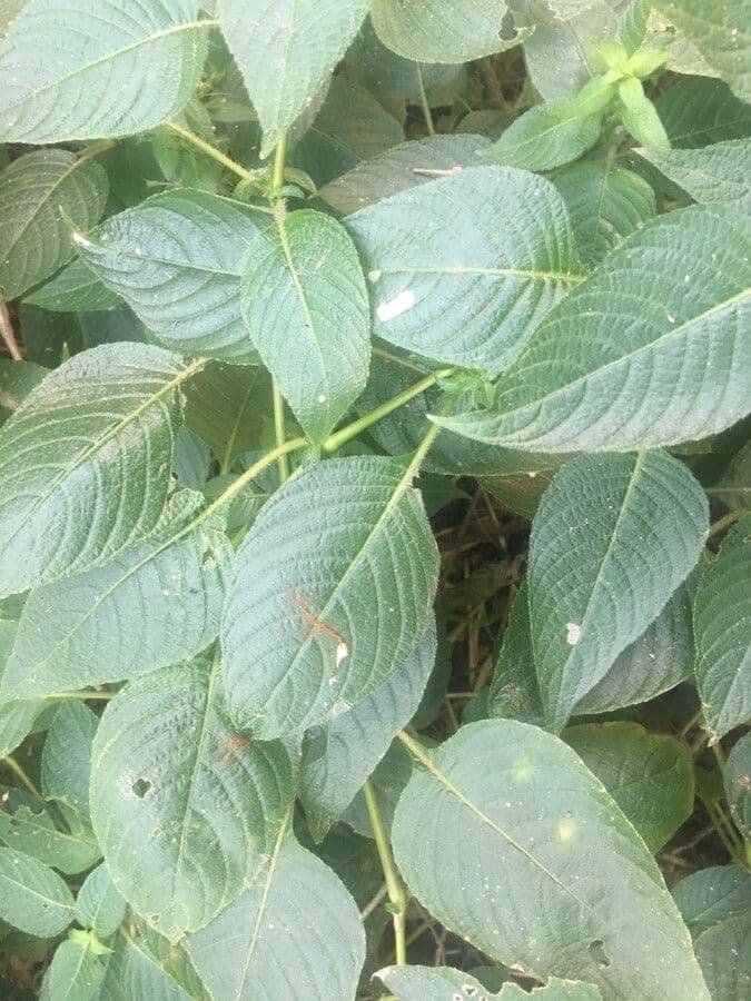 Ruellia 10