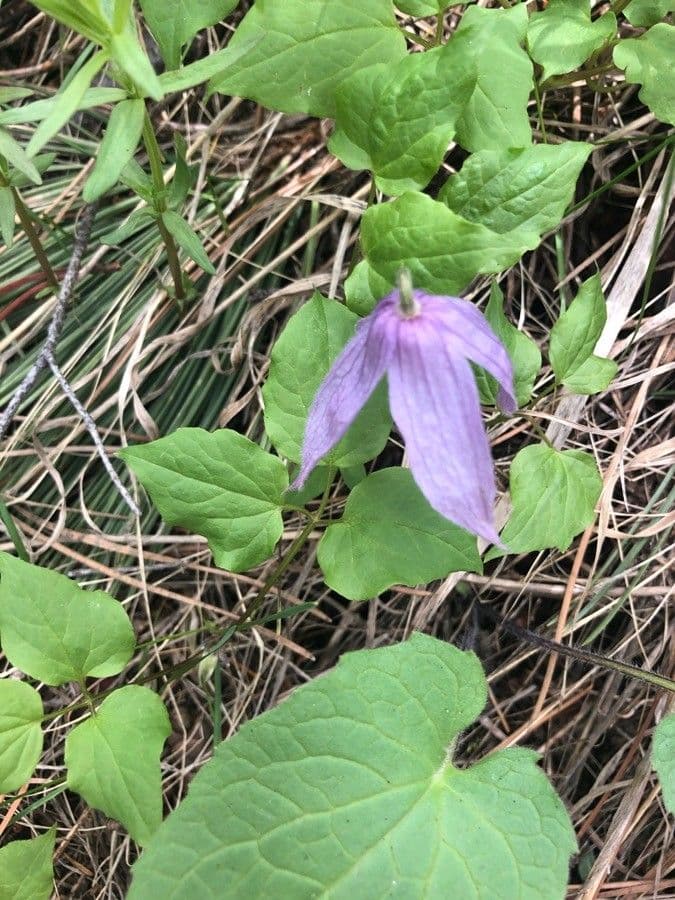 Clematis occidental 11