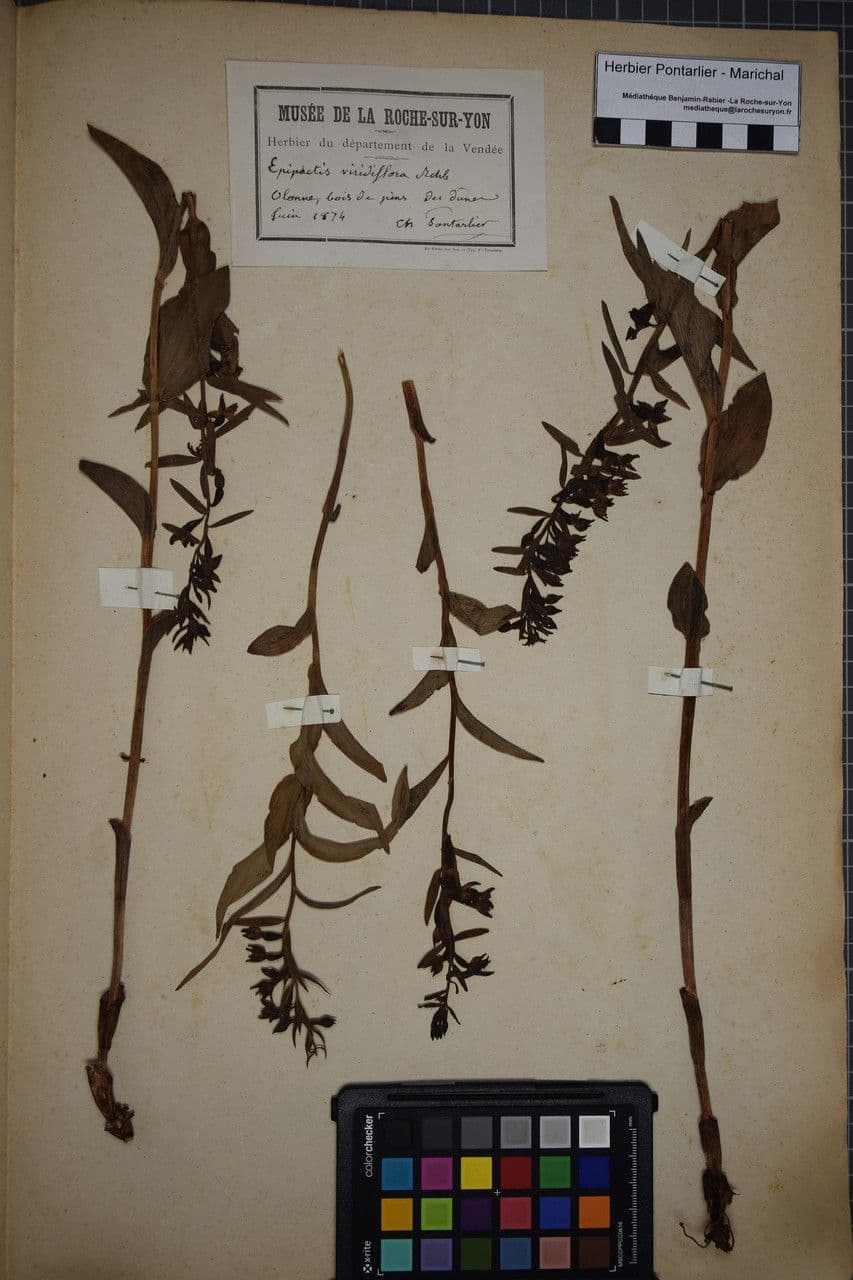 Epipactis leptochila 23