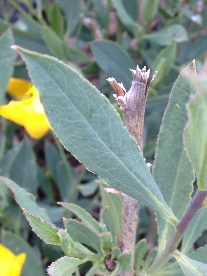 Dendromecon rigida 13