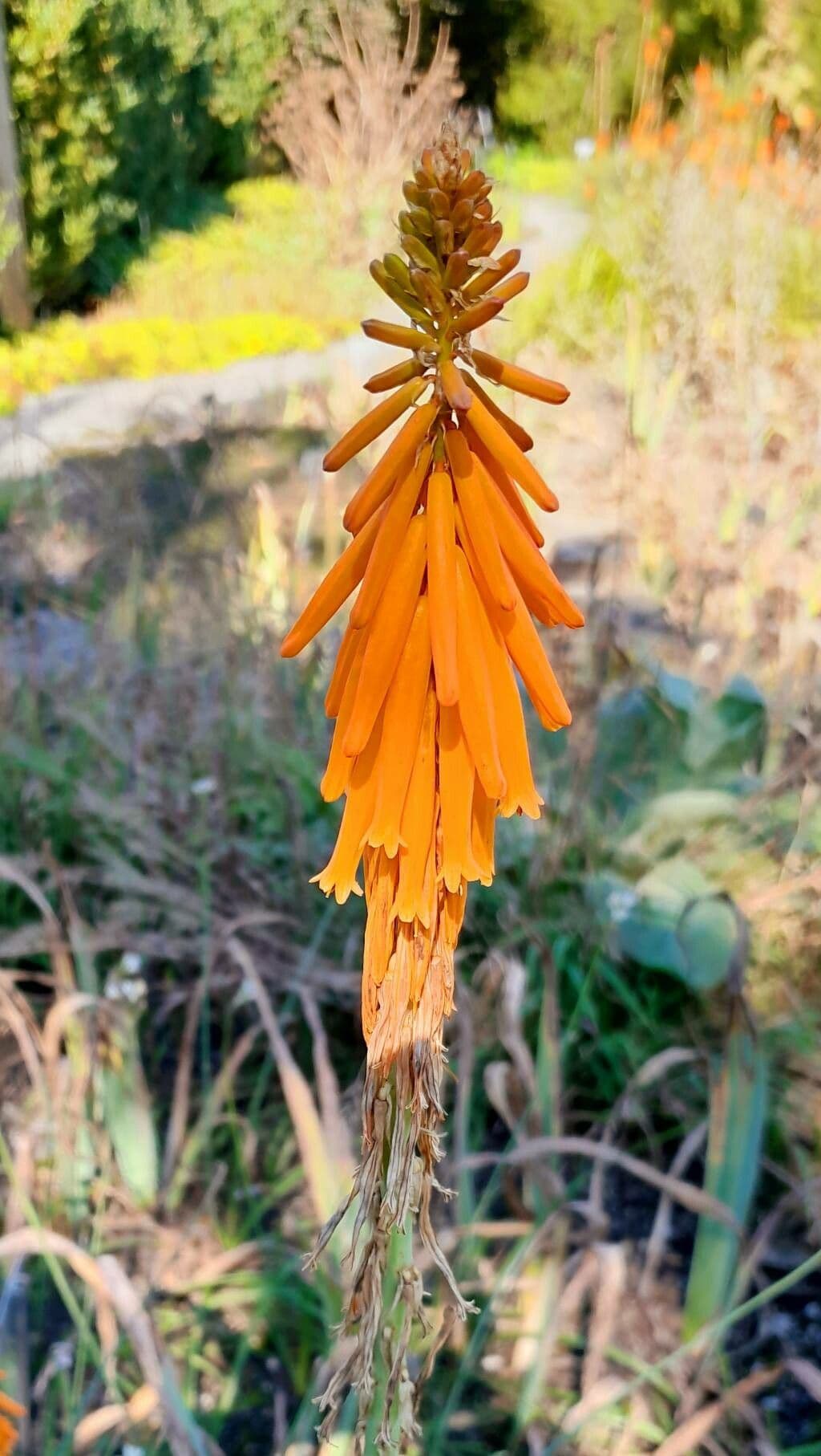 Rotella ardente 3