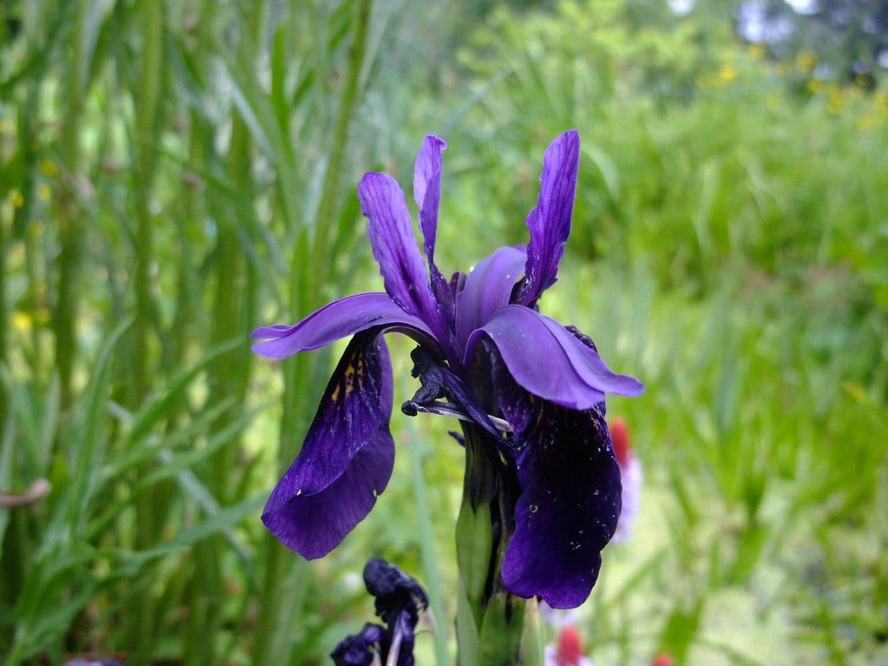 Iris à veines dorées 3