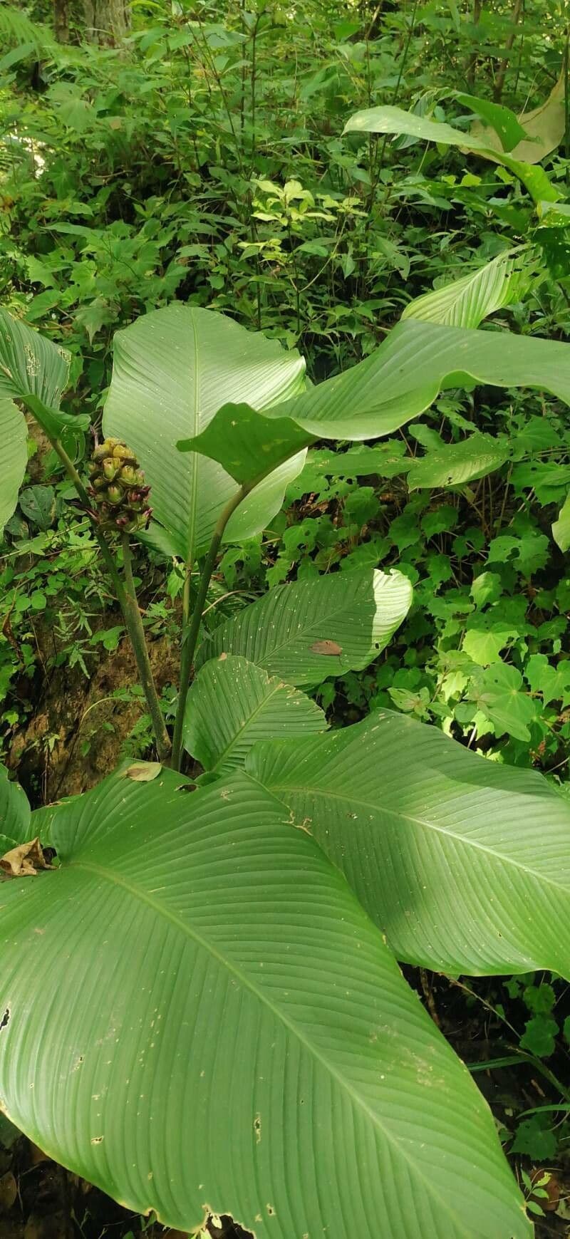 Cohitre blanco 8