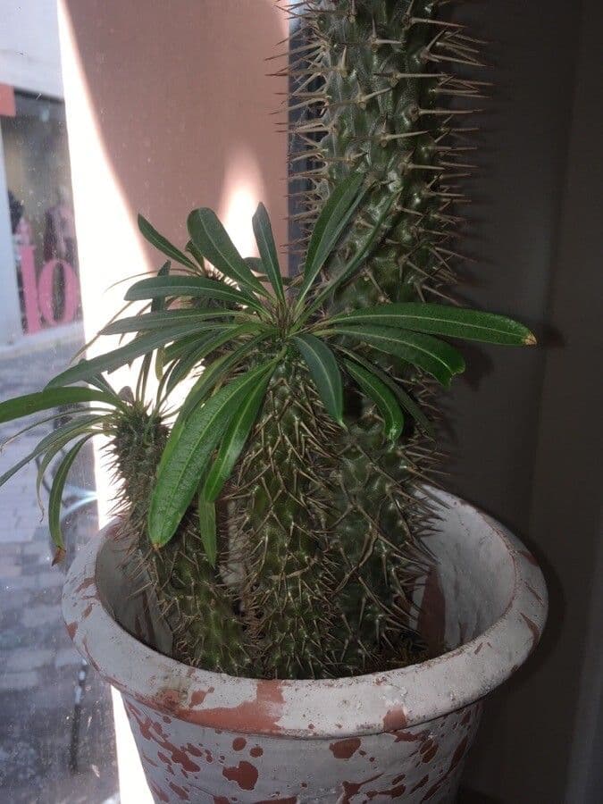 Madagaskar-Palme 12