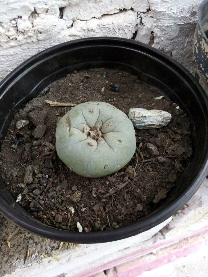 Peyote 2