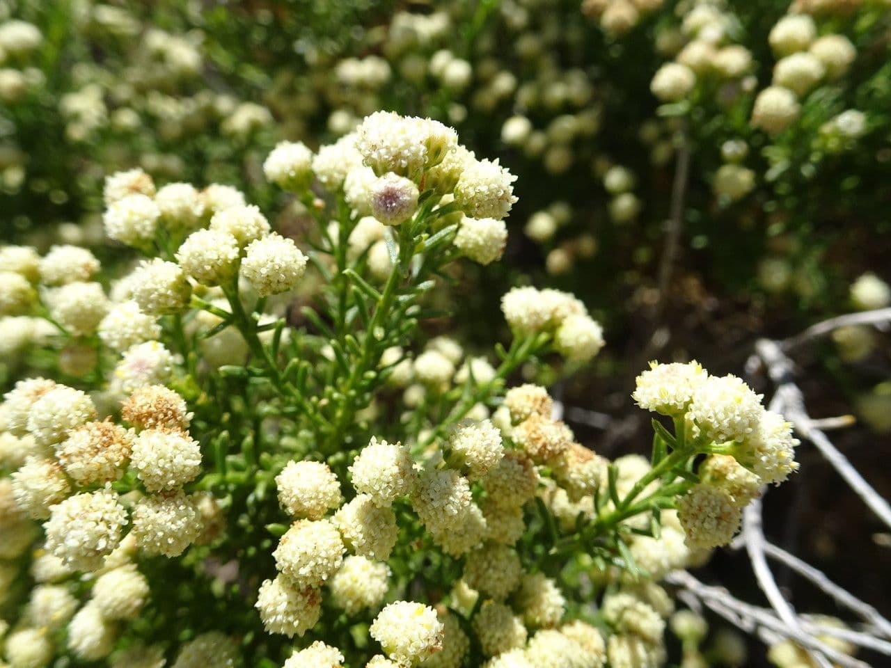 Baccharis