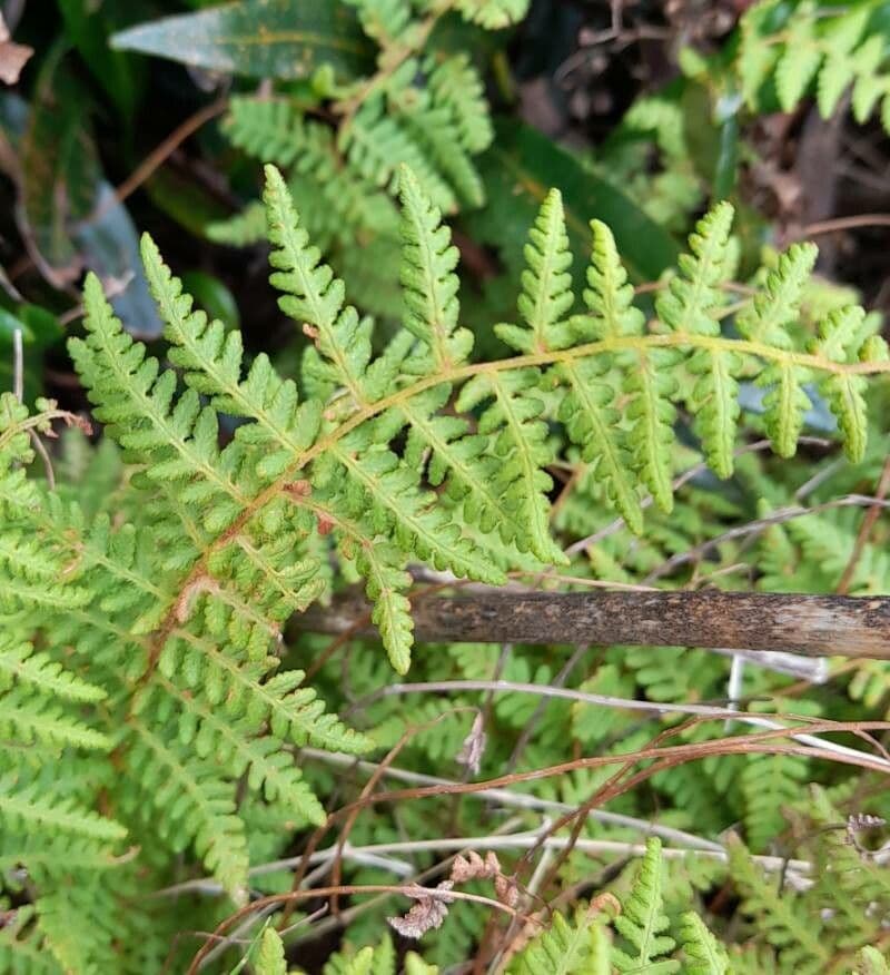 Woodsia 4