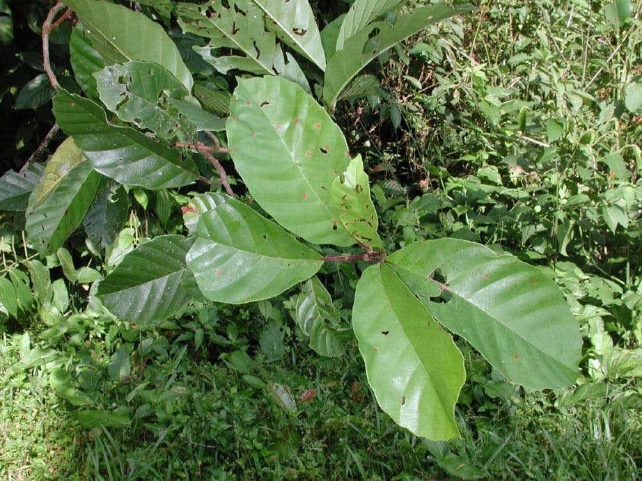 Doliocarpus multiflorus 7