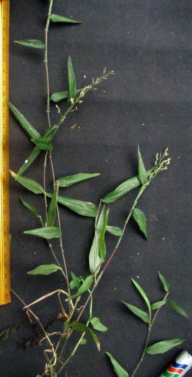 Ichnanthus 4