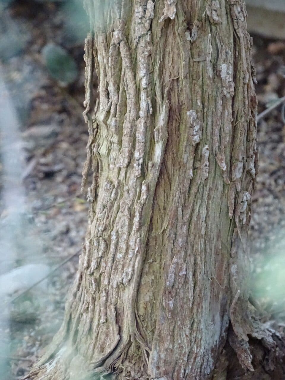 Melaleuca 3