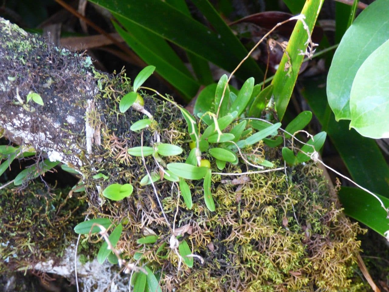 Bulbophyllum 10