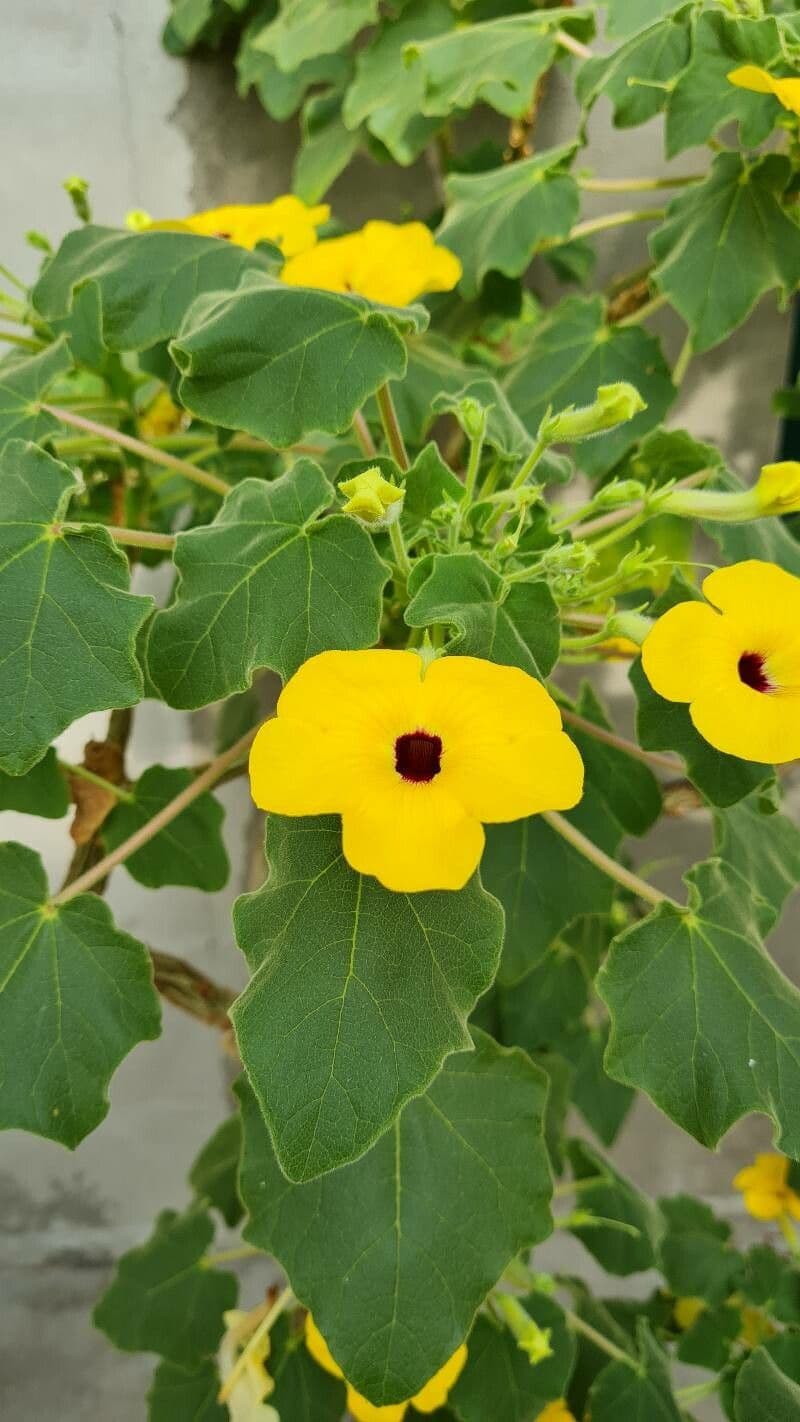 Uncarina 4