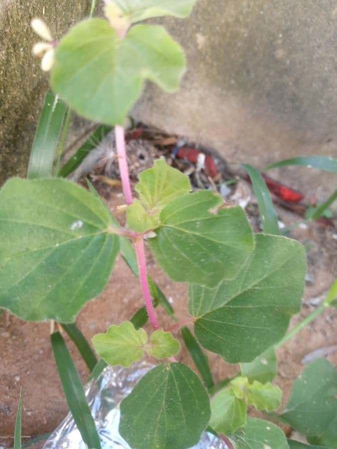 Boerhavia diffusa 26