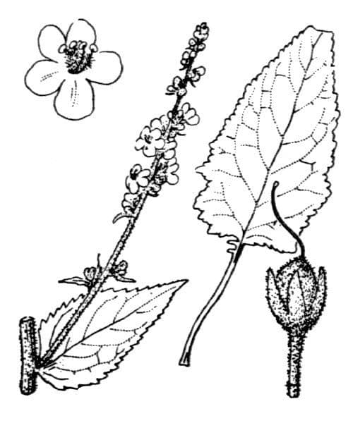 Verbasco di Chaix 24