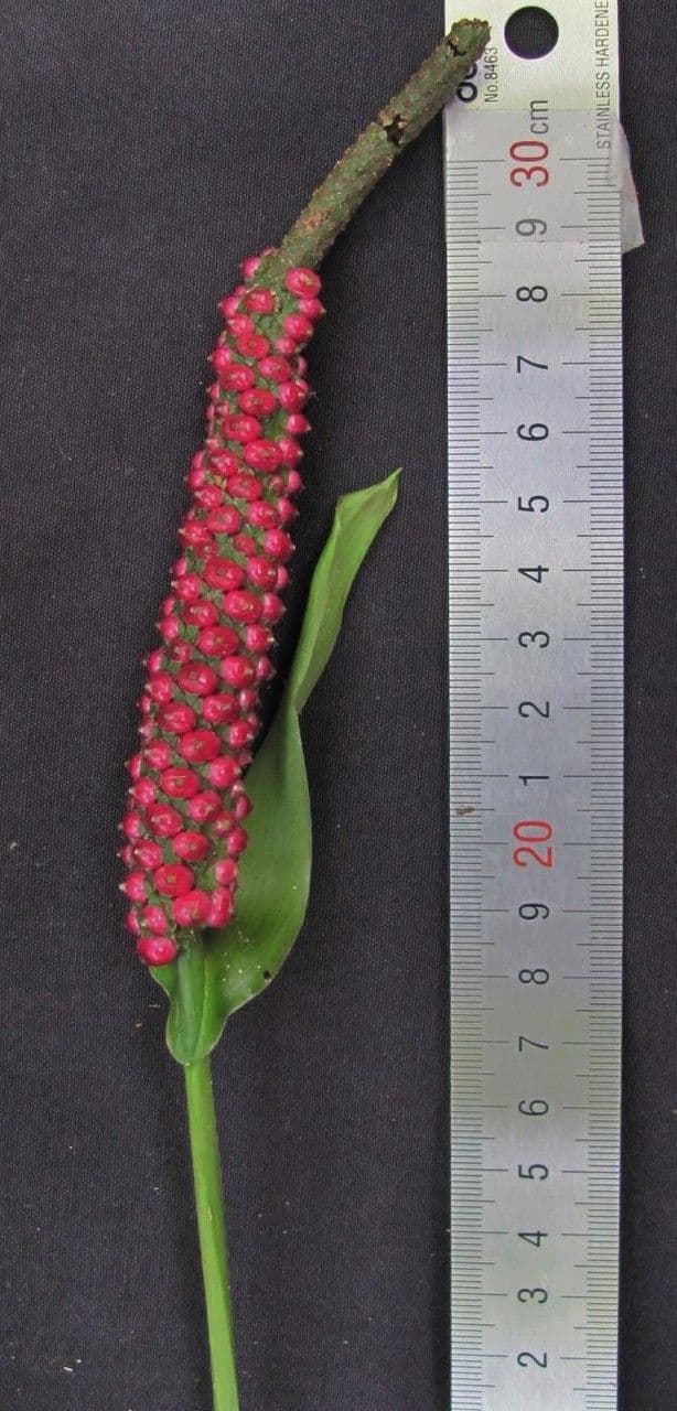 Anthurium 6