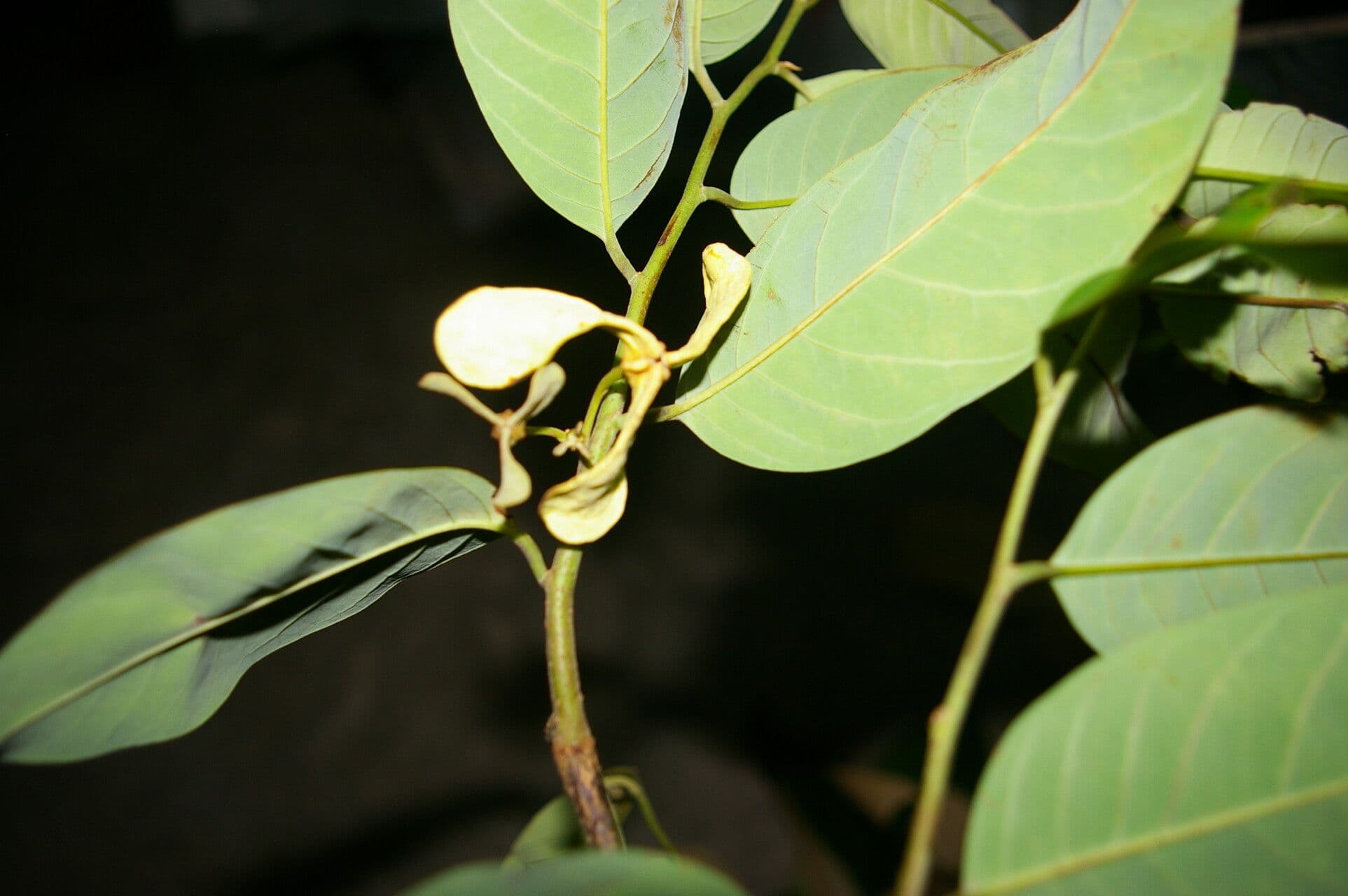 Annona papilionella 5