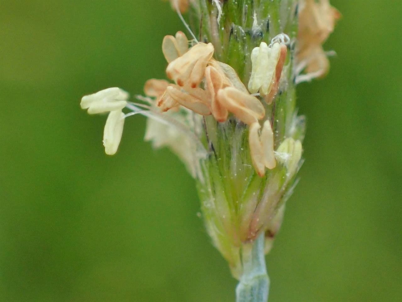 Marsh foxtail 8