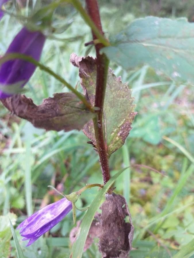 Nesselblättrige Glockenblume 23