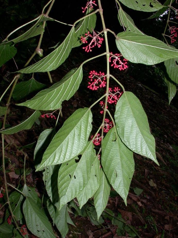 Cissus dwulistny 20