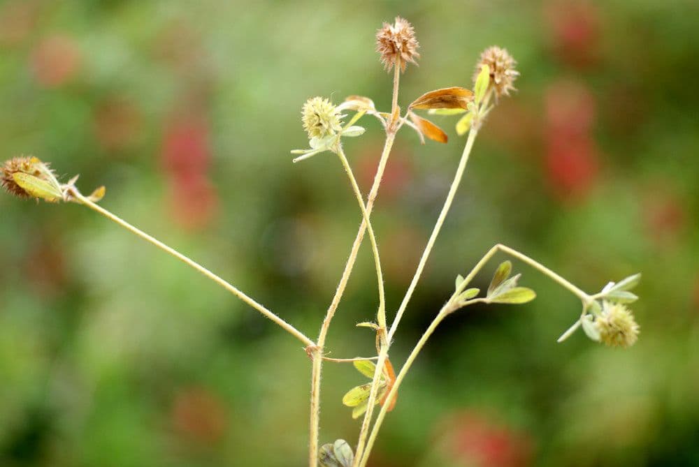 Trifoglio 23