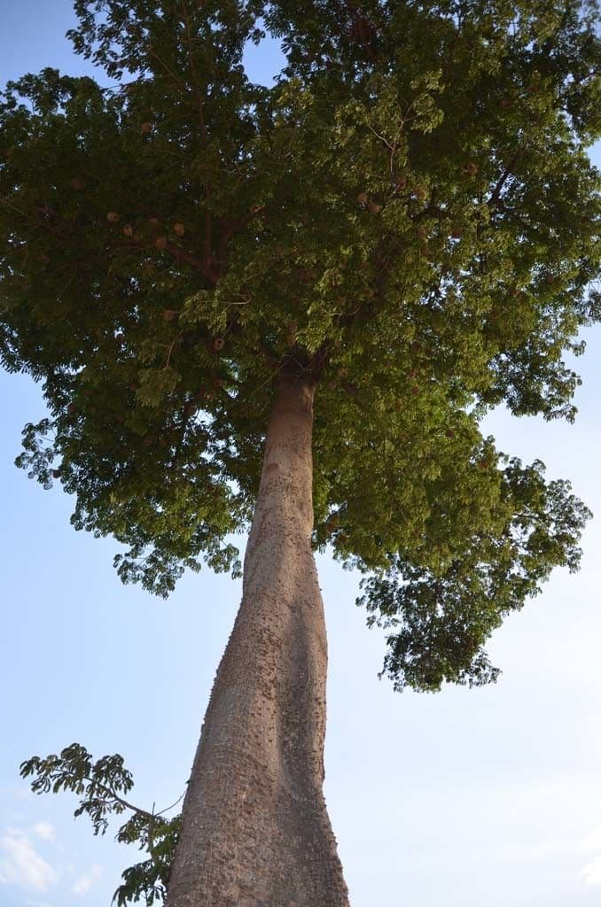 Combretum 25