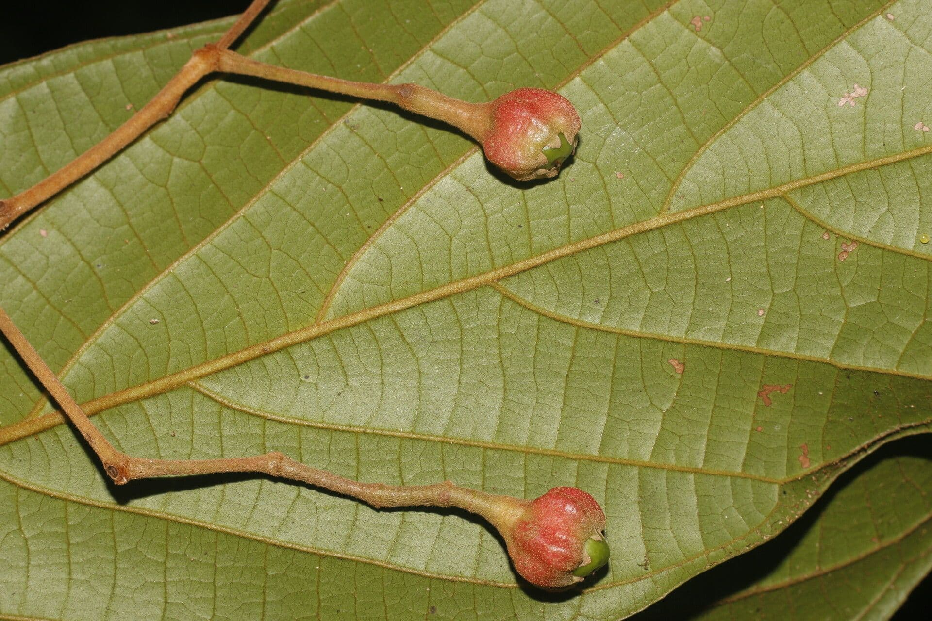 Ocotea 2