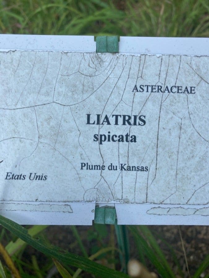 Liatris espigada 28