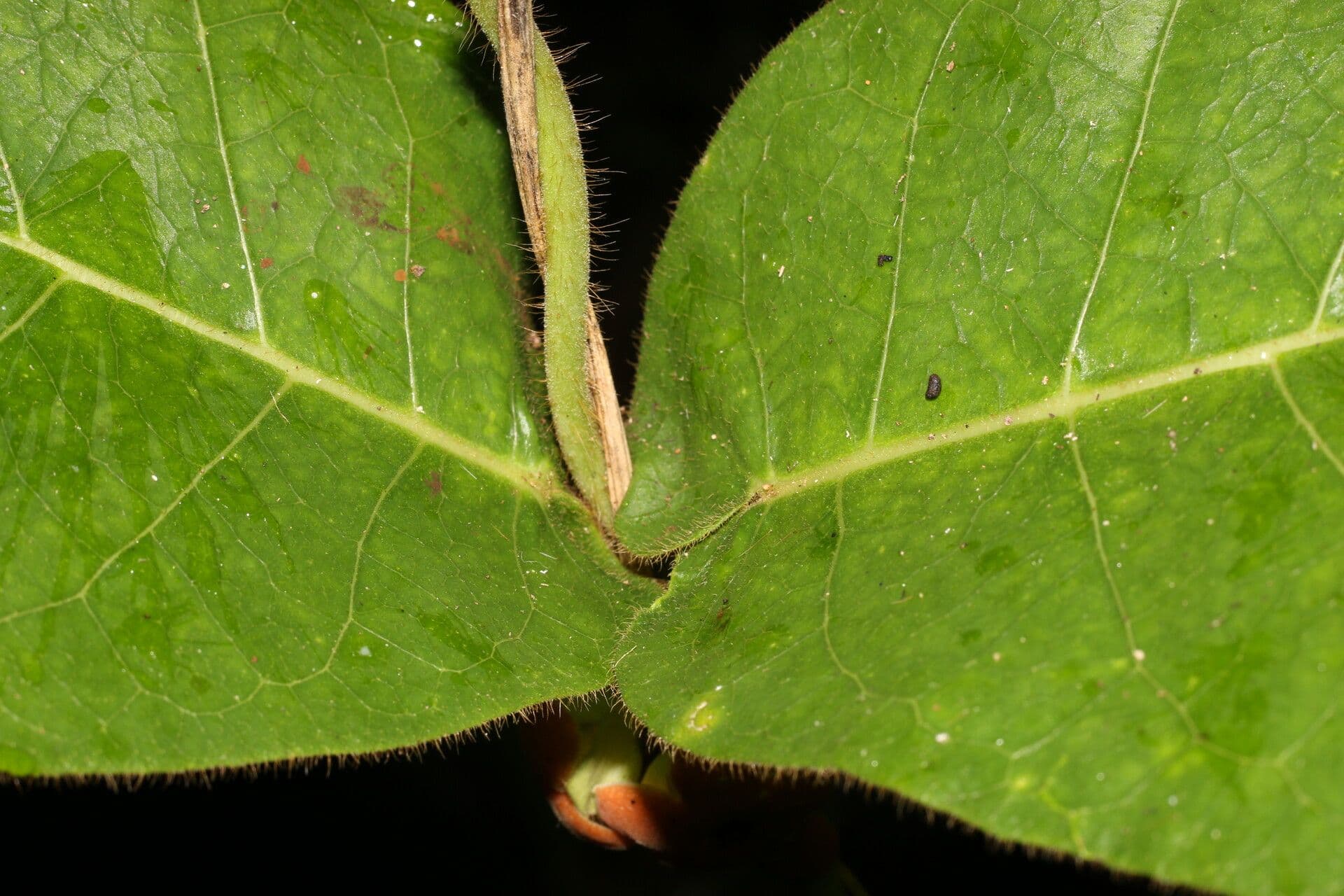 Macroscepis 14