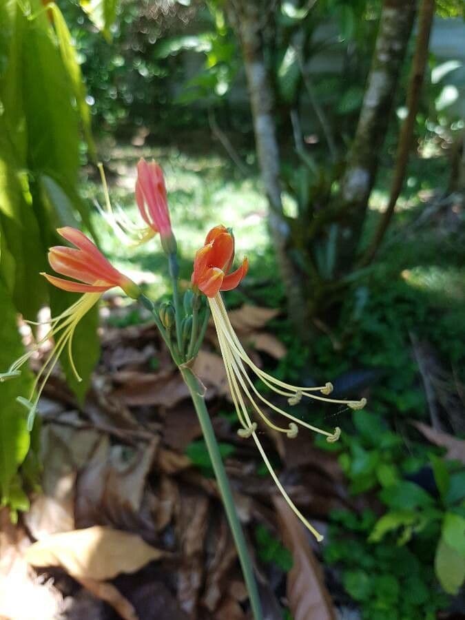 Eucrosia dwubarwna 4