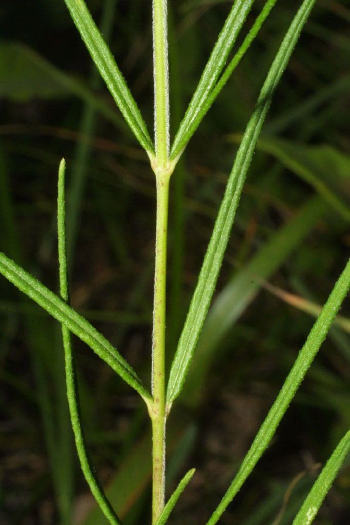 Asclepias verticillata 23