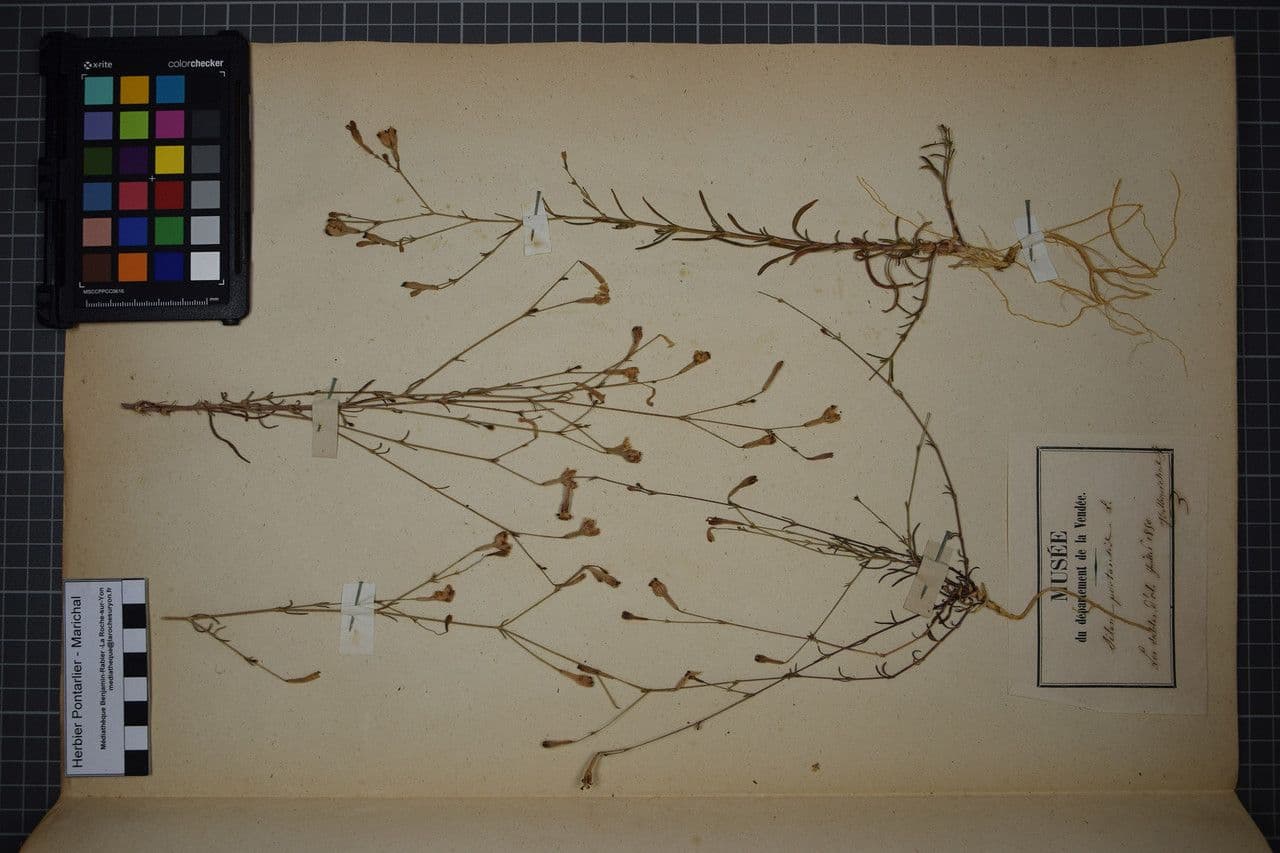 Silene portensis 22