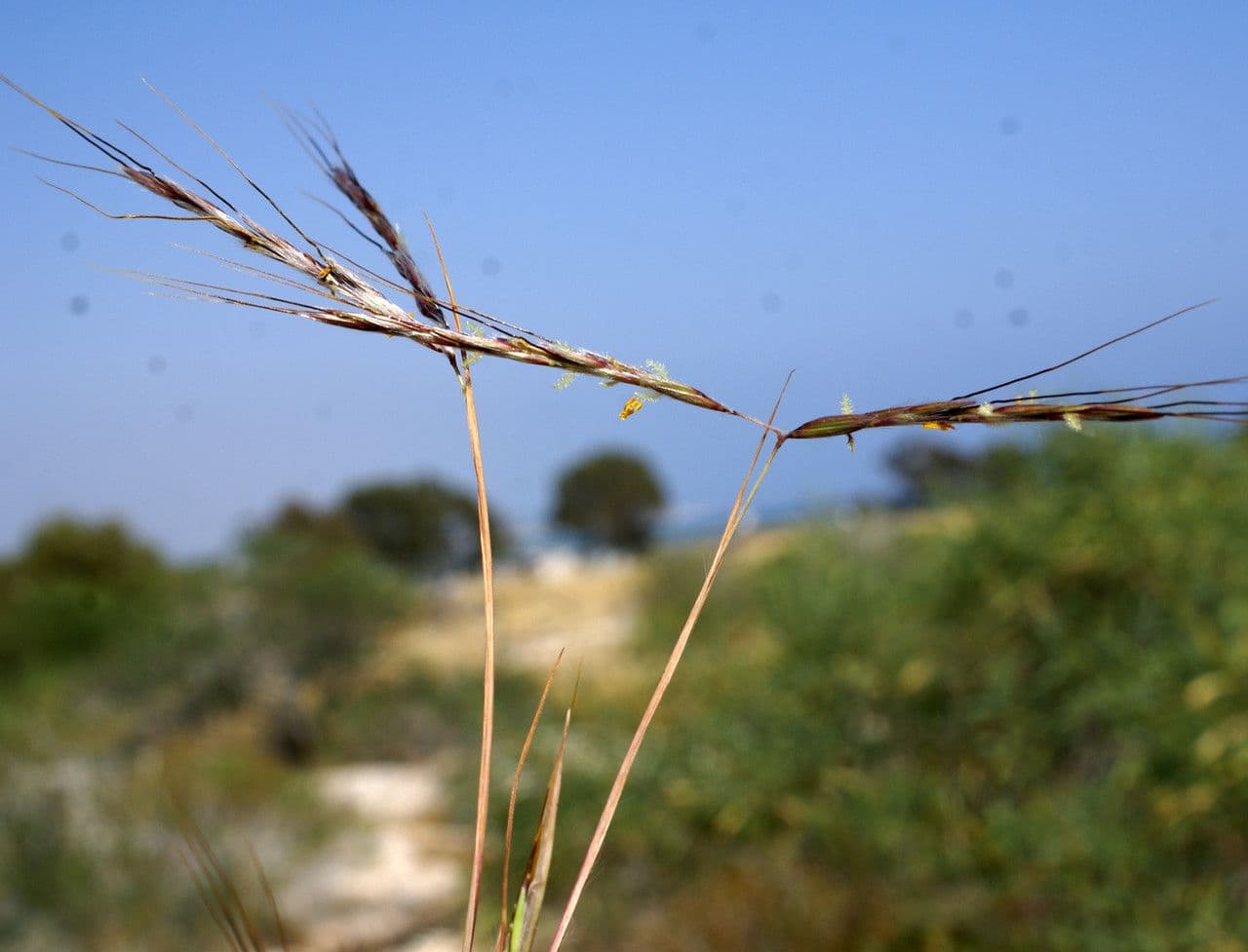 Cerrillo 5