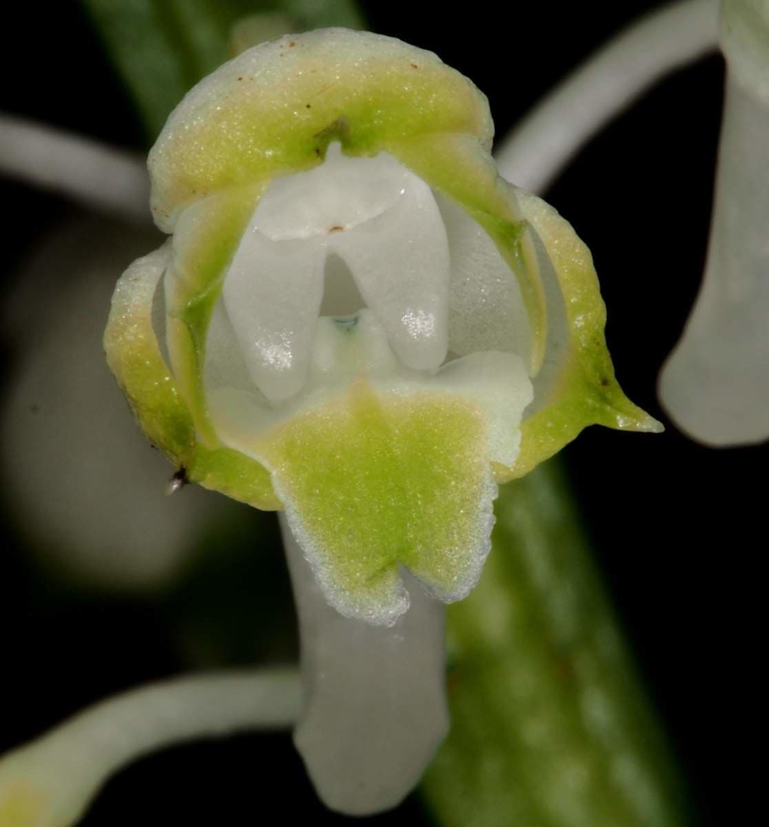 Calanthe 3