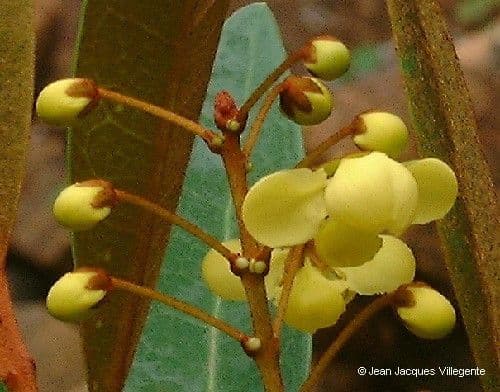 Acridocarpus